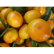 Китайский мандарин апельсин